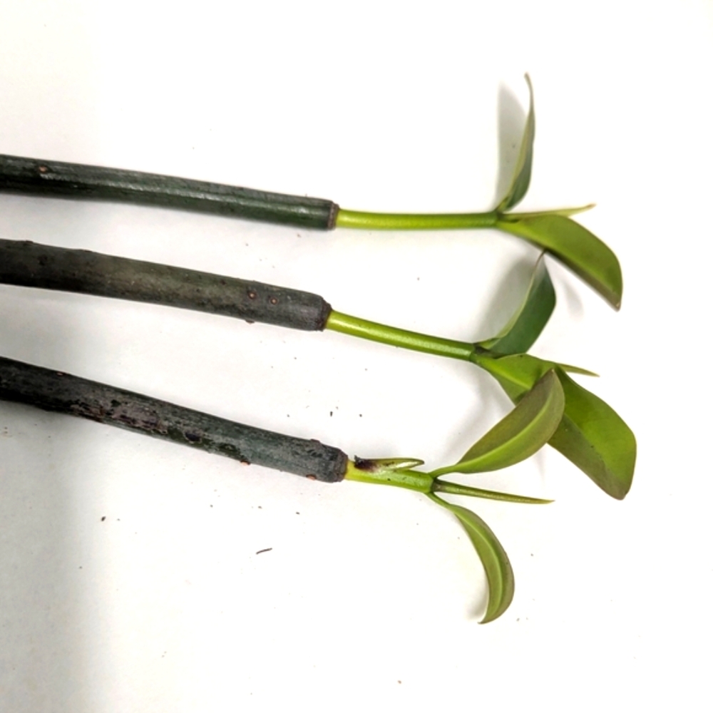 Mangrove Plants with Roots.Three 22" Plants Ready For Your Aquarium Or Terrarium